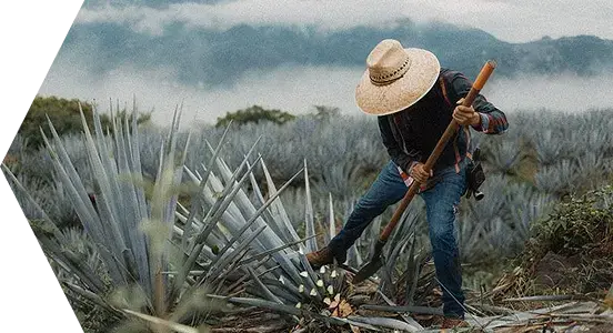 Stage1 - Harvesting jima