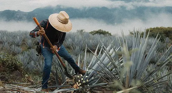 Stage1 - Harvesting jima